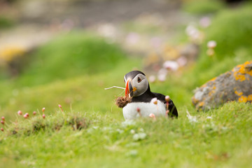 Atlantic Puffin (Fratercula arctica) foraging for nesting material, near nest site at breeding colony in wild flowers
