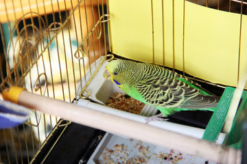 A parrot. A wavy parrot is sitting in a cage