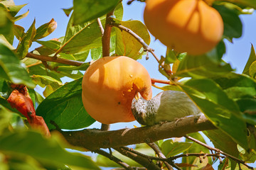Sparrow Eats Persimmon