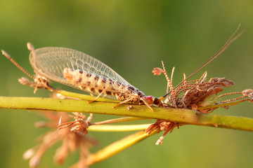 beautiful colored lacewing