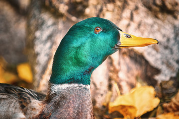 Portrait of a Duck