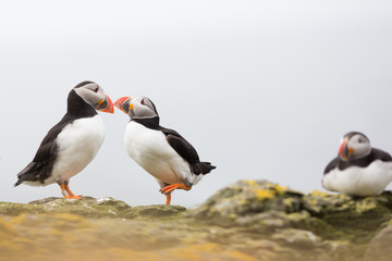 Atlantic Puffin (Fratercula arctica) pair billing and bonding, near nest site at breeding colony in wild flowers