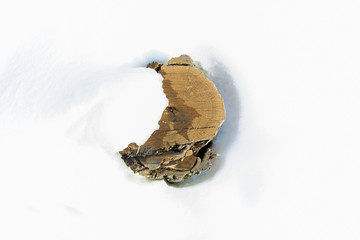tree stump in the snow background image with space for text