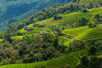 Fototapeta na wymiar Terraces field in Hoang Su Phi, Ha Giang, Vietnam