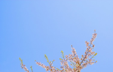 桜　空　素材