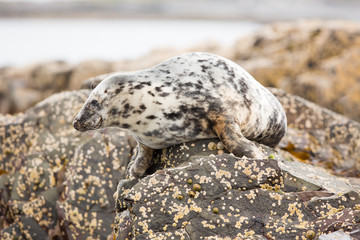 Grey seal (Halichoerus grypus) resting on rocks and seaweed at breeding colony