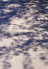アスファルト　花びら　桜　影　素材