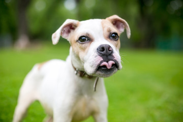 Fototapeta premium A cute Bulldog mixed breed puppy sticking its tongue out