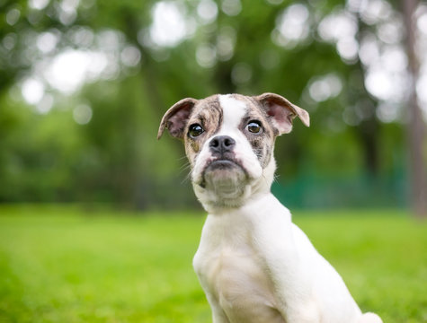 A cute Bulldog mixed breed puppy with an underbite