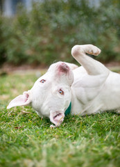 A white Pit Bull Terrier mixed breed dog lying on its back in the grass