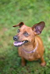 A red Miniature Pinscher dog with floppy ears sitting in the grass