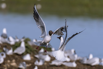 Colonie de mouettes rieuses au marais du Crotoy. (Chroicocephalus ridibundus - Black-headed Gull)
