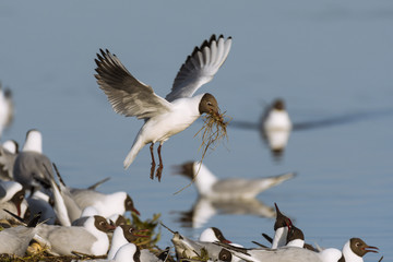 Colonie de mouettes rieuses au marais du Crotoy. (Chroicocephalus ridibundus - Black-headed Gull)