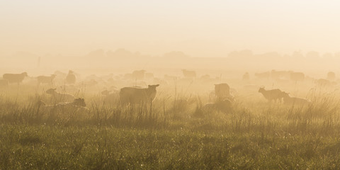 Les agneaux et moutons de pr&eacute;-sal&eacute; dans les molli&egrave;res de la baie de Somme.