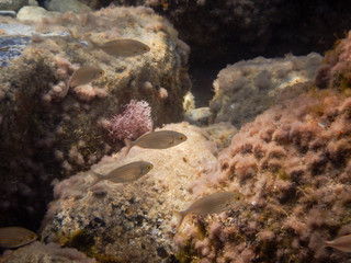 Group of fish in the Ligurian Sea