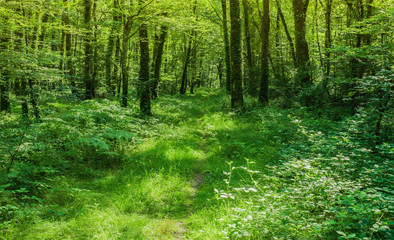 Landschaft Wanderweg durch zauberhaften Laubwald Mitteleuropa - Landscape hiking trail through...