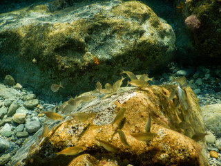 Fototapeta na wymiar Group of fish in the Ligurian Sea