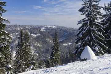 Snow-covered firs on the background of mountains