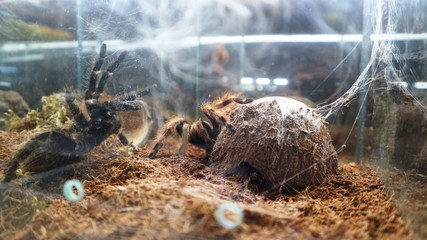 large spiders tarantulas in the terrarium: cobwebs and nets
