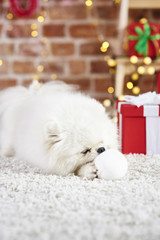 Puppy playing with ball at christmas time