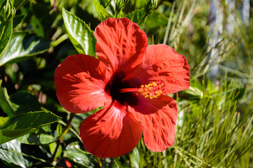 red hibiscus flower close-up on blurred background