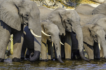 Family group of African Bush Elephants using their trunks to siphon up water and then squirt it into their mouths. They are drinking fresh water at the edge of the Chobe River. Trunk and feet are wet.