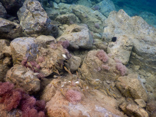 Fototapeta na wymiar Group of fish in the Ligurian Sea