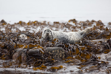 Grey seal (Halichoerus grypus) female on rock at colony