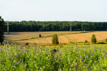 Meadow in summer, you can see green plants and cut cereals.