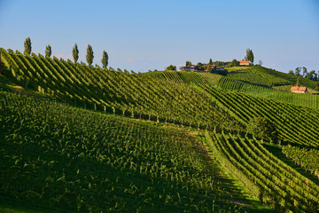 Fototapeta na wymiar Austria Vineyards hills Sulztal an der Weinstrasse south Styria , wine country tourist spot.