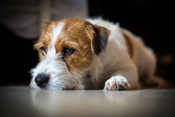Purebred male Jack Russell Terrier lies under the table and rests