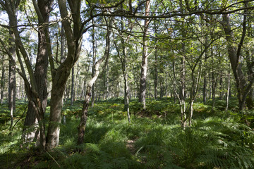 Darßwald