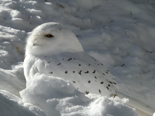 owl in the snow