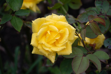 Yellow rose in bloom