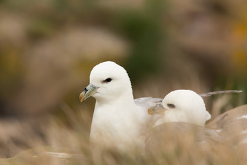 Northern fulmar (Fulmarus glacialis) pair at nest site calling and preening
