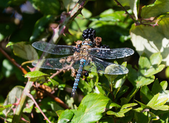 Dragonfly feeds on a blackberry