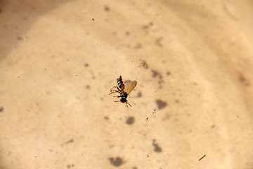 Wasp in the water