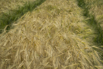 Feld Ackerbau