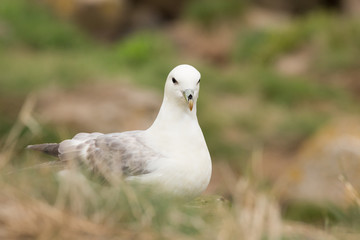 Northern fulmar (Fulmarus glacialis) at nest site calling and preening