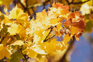Autumn maple tree with colourful leaves 