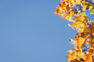 Autumn maple leaves  on a blue sky background