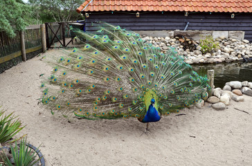 Fototapeta premium Peacock with a beautiful tail in a private zoo enjoys nature