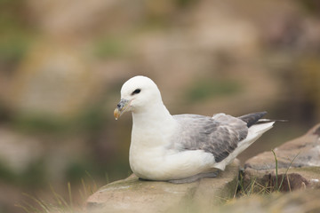 Northern fulmar (Fulmarus glacialis) at nest site calling and preening