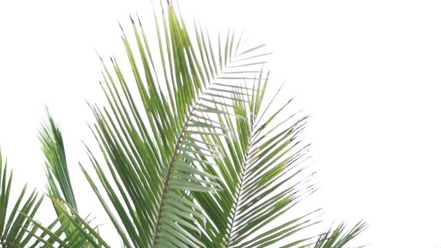 A bright leaf of the palm tree sway in the wind. Against the background of the blue sky