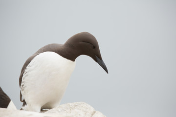 Common Guillemot (uria aalge) adult at breeding site