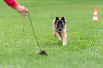 Tervueren  - Dog is running and playing with his handler over a green training ground - Belgian...