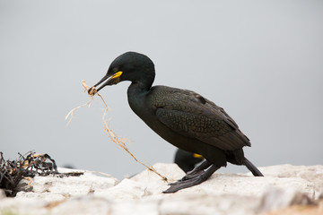 Fototapeta premium European Shag (Phalacrocorax aristotelis) at nest site, sharing nesting material