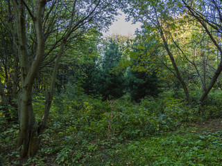 Fototapeta na wymiar Spruce in autumn forest