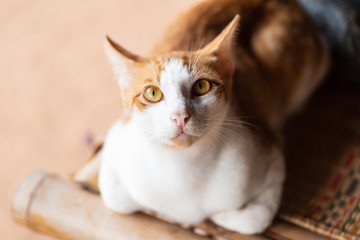 Cute cat sitting on the mat and looking at camera, pet at home