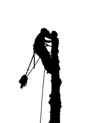 Silhouette of a tree surgeon at the top of a tree with a chainsaw.He has a safety harness and ropes - 223732914